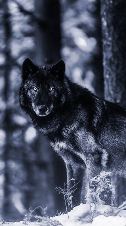 If you want give credit our photos please mention our url in place of use only. Black wolf Wallpapers - Free by ZEDGE™