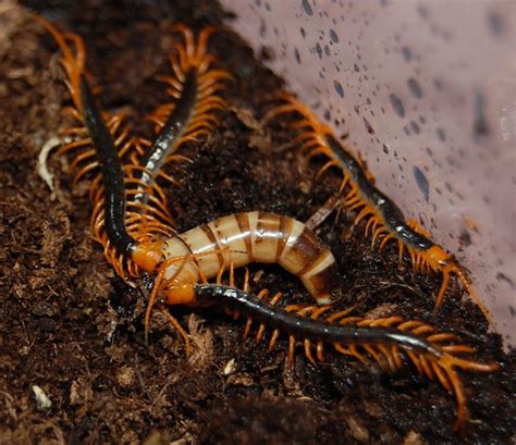 Scolopendra Subspinipes Dehaani Share Micheldied Flickr