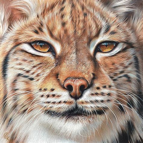 Faces Of The Wild Lynx Drawing By Elena Kolotusha