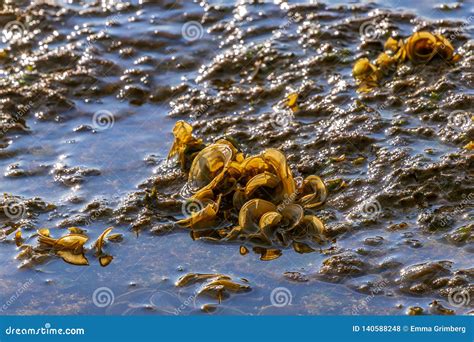 Sea Animals And Plants At Low Tide On The Mediterranean Coast Stock