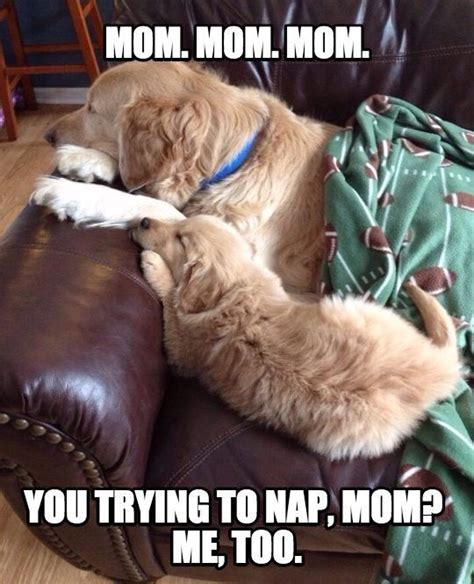 Funny Golden Retriever Memes That Will Make You Smile Petpress Cat