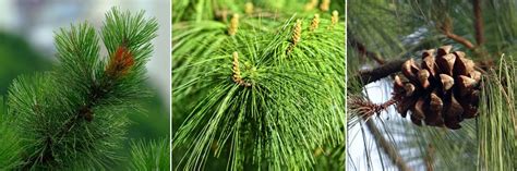 Pin Pinus Planter Tailler Et Entretenir Promesse De Fleurs