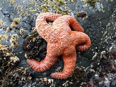 10 Interesting Sea Star Facts My Interesting Facts