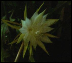 The species is extremely rare and blossoms once a year only for several. The Flower that Blooms Only One Night a Year