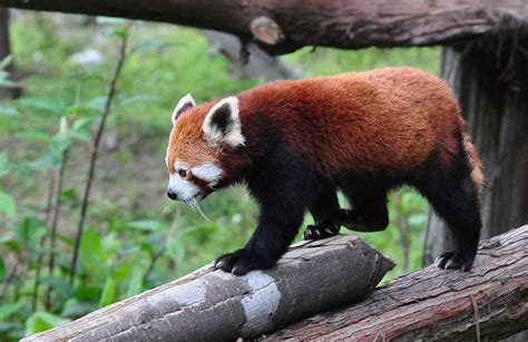 How to draw a red panda. Sikkim Animals Name In Sanskrit : Q7bkmgixhmjkem / Name her dishitha, which means 'focus' in ...