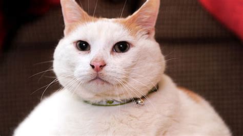 Famed Fat Cat Prince Chunk Dies At 10 Fox News