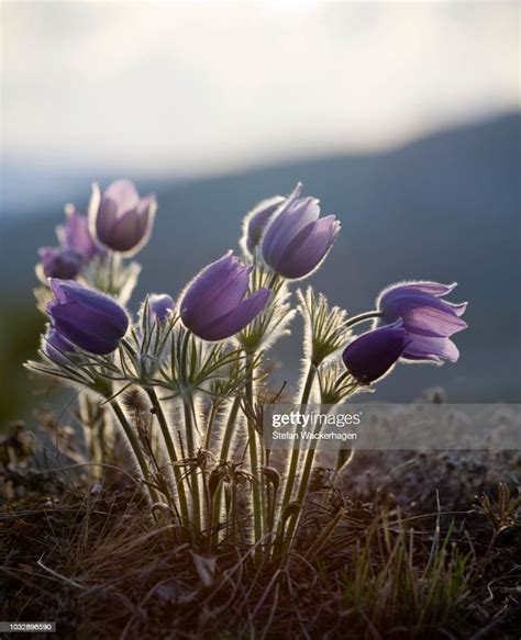 Blooming Pulsatilla Northern Crocus Prairie Crocus Prairie Smoke Pasque