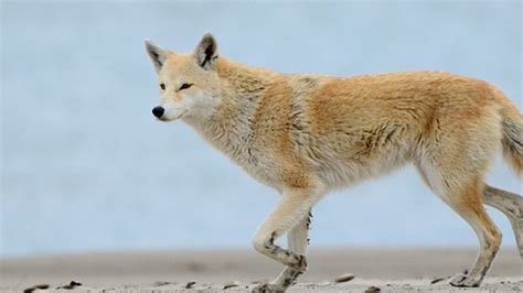Yes Eastern Coyotes Are Hybrids But The ‘coywolf Is Not A Thing