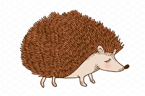 Hedgehog Illustration Custom Designed Illustrations Creative Market