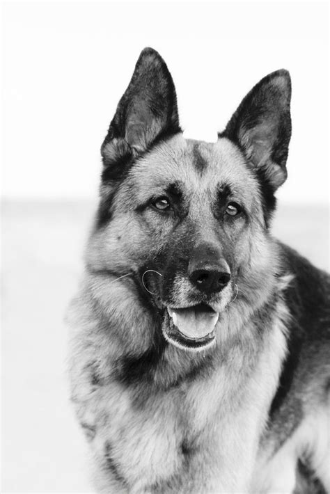 415 Best German Shepherd Dogs In Black And White Images On Pinterest