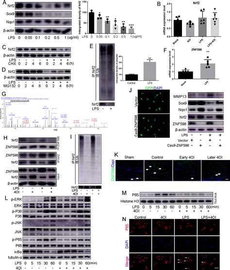 Activation Of Nrf2 Signaling By 4 Octyl Itaconate Attenuates The