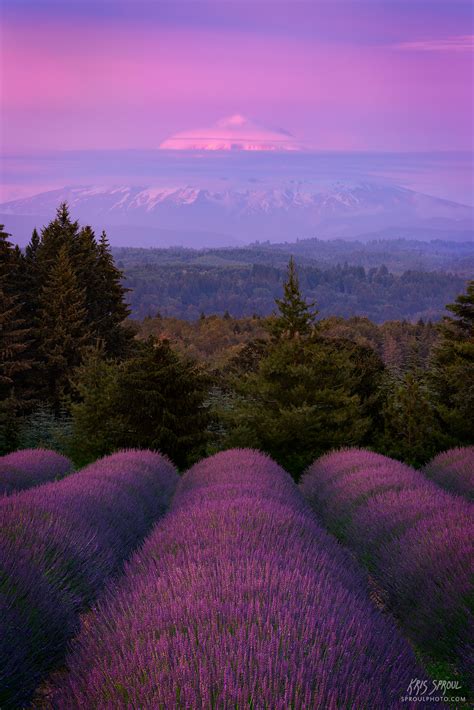Lavender Sunset Oregon Kris Sproul Photography