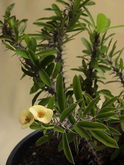 They differ in the color of their flowers and size of the leaves. Euphorbia milii nastananarivae | Euphorbia, Succulent ...