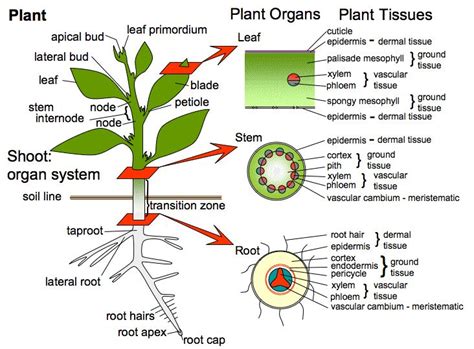 Apa Itu Anatomi Tumbuhan Berikut Penjelasan Lengkapnya