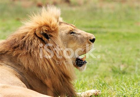 Adult Male Lion Stock Photo Royalty Free Freeimages