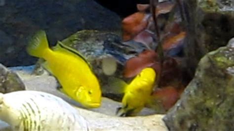 African Cichlids Mating Ritual Youtube