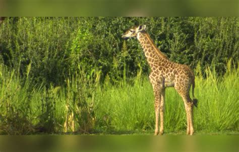 Watch Aella The Baby Giraffe Is Just Born At Disney World