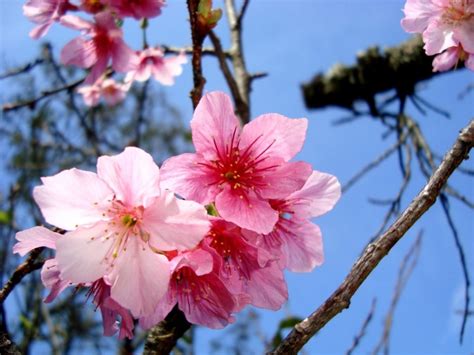 Muda De Cerejeira Japonesa Rosa Sakura Com 80 Cm Brinde R 9900 Em Mercado Livre