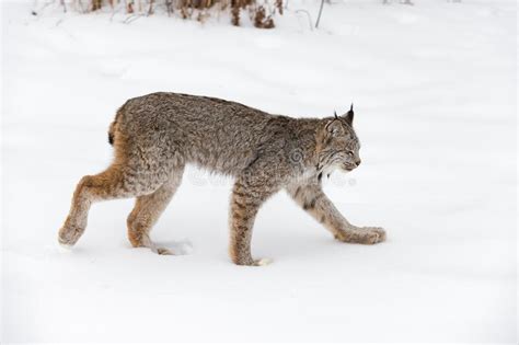 Canadian Lynx Lynx Canadensis Trots Right Through Snow Eyes Closed