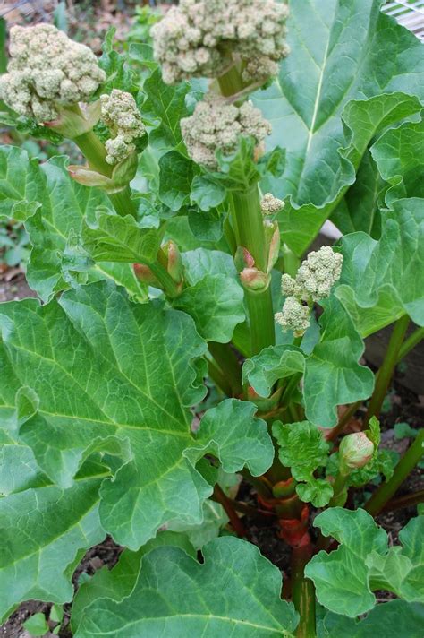 Sprouts Flowering Victoria Rhubarb Plant