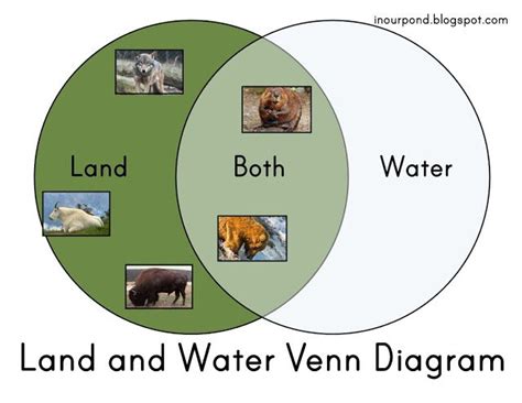 Land And Water Venn Diagram Venn Diagram Animal Worksheets Class