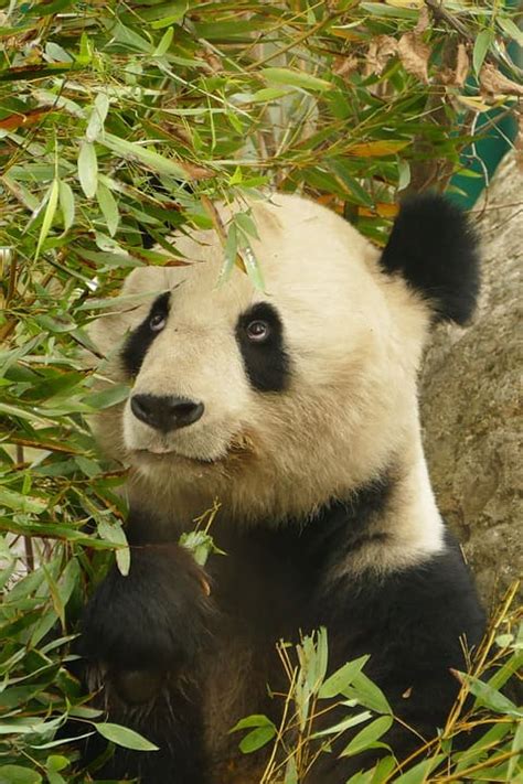 10 Things You Probably Didnt Know About Giant Pandas Owlcation