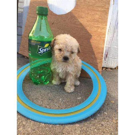 All of our maltipoo puppies come with a health guarantee & references. Teacup maltipoo puppies for sale in Pasadena, California ...
