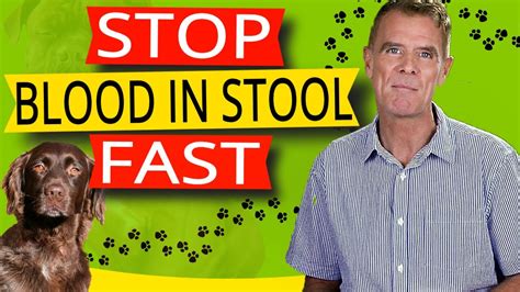 How To Stop Blood In Your Dogs Stool Best Proven Remedy Youtube