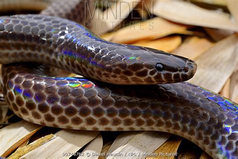 Minden Pictures Sunbeam Snake Xenopeltis Unicolor Captive Occurs