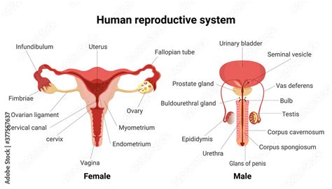 Male Female Reproductive System Anatomical Charts Anatomy Posters The Best Porn Website