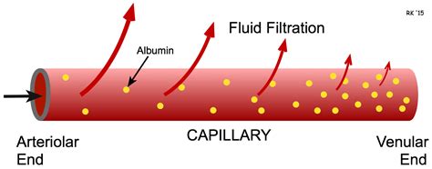 Cv Physiology Physical Factors That Determine Capillary Fluid Exchange