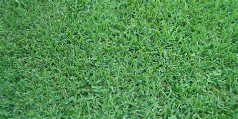 9 Best Types Of Grass For Shade In Texas Growing Tips