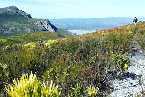 Tripadvisor Fernkloof Reserve Fynbos Walk Provided By Sun Road