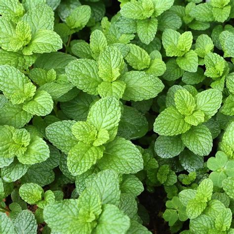 Mint, surprisingly, is not all the same. Spearmint vs. Peppermint | Wiki | Green Witches & Pagans Amino