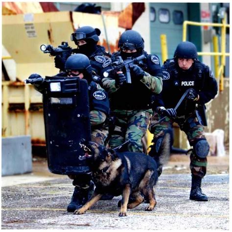 Police K9 Training Military Working Dogs Military