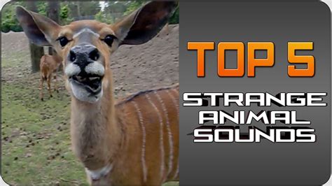 Strange animal sound video - Strange Sounds