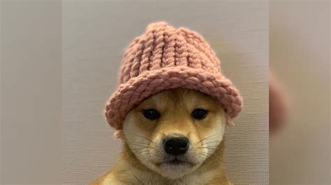 Dog With Hat Meme Profile Pic