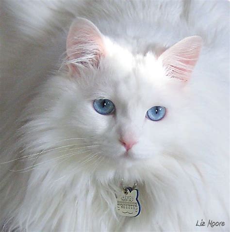 White Norwegian Forest Cat With Blue Eyes Norwegian