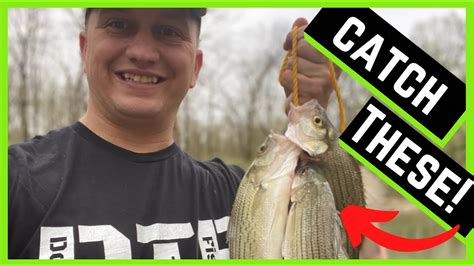 White Bass 2021 Kentuckys Salt River Simple Ways To Catch Them Youtube