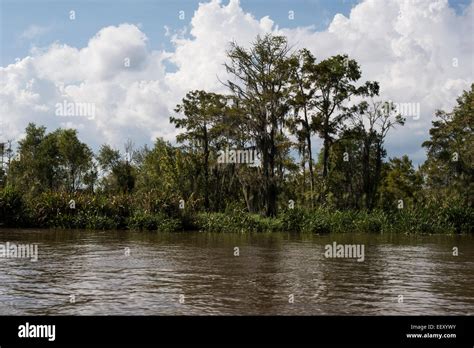 Louisiana Swamp Land Delta Wetlands Mississippi River Stock Photo