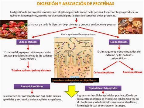 BLOG DE FISIOLOGIA BASICA DE MARIA GUADALUPE ORTEGA PEREZ DIGESTIÓN Y