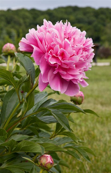 Peony Pin Flowers Spring In Garden Free Stock Photo Public Domain
