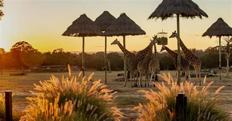Dubbo Zoo Makes Wotif Aussie Kids Bucket List Taronga Conservation