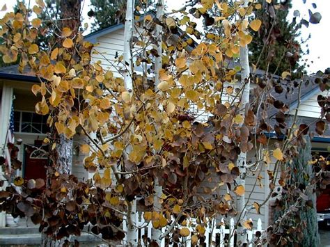 The proper owner of the aspen wand is often an accomplished duellist, or destined to be so, for the aspen wand is one of those particularly. Quaking Aspen treated with BioVam resist Black Leaf Fungi.