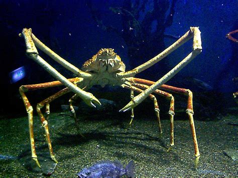 3mo · panarthropodism · r/deepseacreatures. Top 10 Bizarre Deep Sea Animals | Terrific Top 10