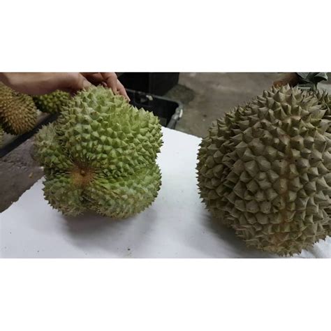 Jual Bibit Tanaman Durian Duri Hitam 3 Kaki 1 Meter Shopee Indonesia