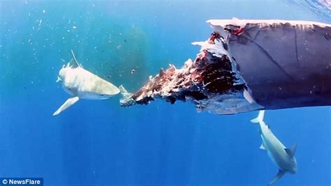 Diver Records Sharks Eating Whale Carcass Off Bahamas In Atlantic Ocean