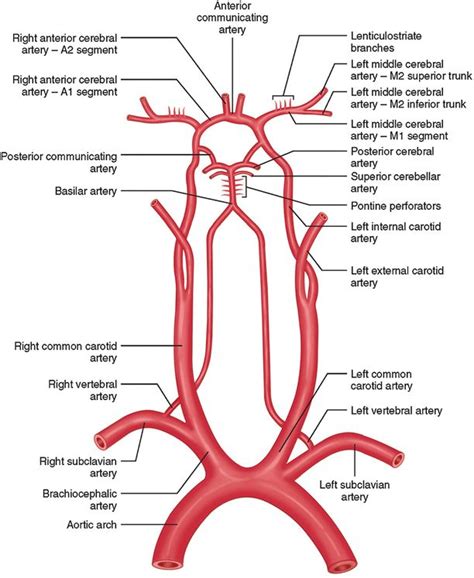 There are two internal carotid arteries (one in either side). Figure 3-2 | Vascular ultrasound, Internal carotid artery ...