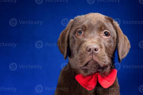 Portrait Of A Chocolate Labrador Puppy With A Red Bow On Its Neck On A