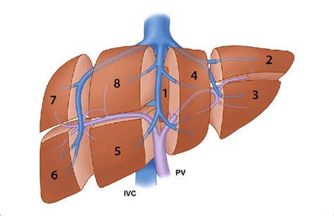 The liver has structural location of liver in the human body. | illustration of the segmental anatomy of the liver based on the... | Download Scientific Diagram